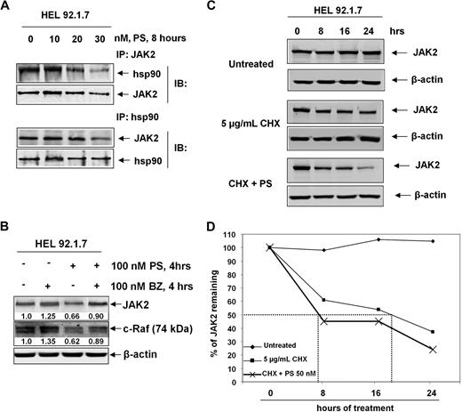 Figure 2. Treatment with PS inhibits JAK2 binding with hsp90, leading to proteasomal degradation of JAK2 in MPD cells. (A) HEL cells were treated with the indicated concentrations of PS for 8 hours. Then, cell lysates were prepared and hsp90 was immunoprecipitated. The immunoprecipitates were separated by SDS-PAGE and immunoblot analyses were performed for JAK2 and hsp90. Alternatively, JAK2 immunoprecipitates were prepared and immunoblot analyses were performed for hsp90 and JAK2. (B) HEL cells were treated with the indicated concentrations of PS and/or bortezomib (BZ) for 4 hours. After treatment, cell lysates were prepared and immunoblot analyses were performed for JAK2 and c-Raf (RAF1). The expression levels of β-actin in the lysates served as the loading control. (C) HEL92.1.7 cells were treated with the indicated concentrations of cycloheximide (CHX) and PS for 0, 8, 16, and 24 hours. Cell lysates were prepared and immunoblot analyses were performed for JAK2. The expression levels of β-actin in the lysates served as the loading control. (D) Graphic representation of data presented in panel C.