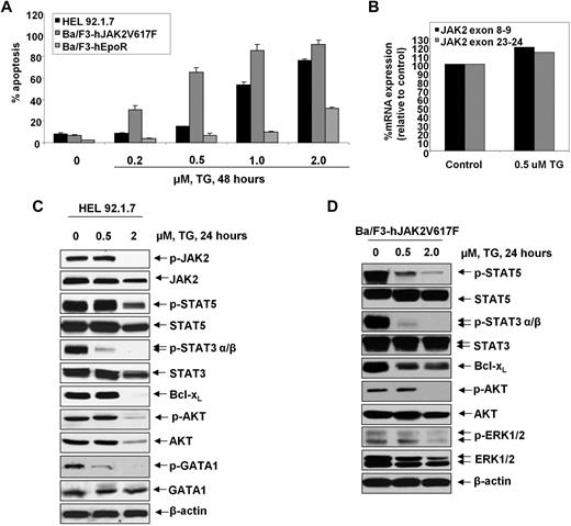 Figure 3. Treatment with TG inhibits JAK2 phosphorylation and downstream signaling and induces apoptosis in HEL and Ba/F3-JAK2V617F cells. (A) HEL, Ba/F3-JAK2V617F, and Ba/F3-hEpoR cells were treated with the indicated concentrations of TG for 48 hours. After treatment, the cells were stained with annexin-V and propidium iodide and the percentages of apoptotic cells were determined by flow cytometry. Columns represent mean of 3 independent experiments; bars represent SEM. (B) HEL cells were treated with the indicated concentration of TG for 16 hours. Total RNA was harvested and reverse transcribed, then used for quantitative real-time polymerase chain reaction for JAK2 expression. Relative expression of JAK2 was normalized to GAPDH. (C) HEL cells were treated with the indicated concentrations of TG for 24 hours. Then, cell lysates were prepared and immunoblot analyses were performed for pJAK2 (Tyr1007/1008), JAK2, pSTAT5 (Tyr694), STAT5, pSTAT3 (Tyr705), STAT3, Bcl-xL, pAKT (Ser473), AKT, pERK1/2, ERK1/2, pGATA-1 (Ser310), and GATA-1. The expression levels of β-actin in the lysates served as the loading control. (D) Ba/F3-JAK2V617F cells were treated with the indicated concentrations of TG for 24 hours. After treatment, cell lysates were prepared and immunoblot analyses were performed for pSTAT5 (Tyr694), STAT5, pSTAT3 (Tyr705), STAT3, Bcl-xL, pAKT (Ser473), AKT, pERK1/2, and ERK1/2. The expression levels of β-actin in the lysates served as the loading control.