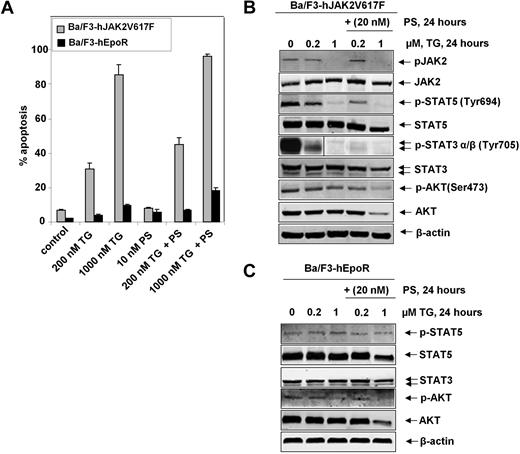 Figure 4. Cotreatment with PS enhances TG-mediated inhibition of JAK2 downstream signaling and induction of apoptosis in Ba/F3 cells with ectopic overexpression of JAK2V617F. (A) Ba/F3-JAK2V617F and Ba/F3-hEpoR cells were treated with the indicated concentrations of TG and/or PS for 48 hours. After treatment, the cells were washed with 1 × PBS and stained with annexin-V and propidium iodide, and the percentages of apoptotic cells were determined by flow cytometry. Columns represent mean of 3 independent experiments; bars represent SEM. (B-C) Ba/F3-JAK2V617F and Ba/F3-hEpoR cells were treated with the indicated concentrations of TG and/or PS for 24 hours. After this, cell lysates were prepared and immunoblot analyses were performed for pJAK2 (Tyr1007/1008), JAK2, pSTAT5 (Tyr694), STAT5, pSTAT3 (Tyr705), STAT3, pAKT (Ser473), and AKT. The expression levels of β-actin in the lysates served as the loading control. A vertical line has been inserted to indicate a repositioned gel lane.