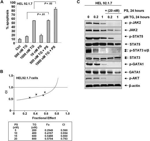 Figure 5. Cotreatment with PS enhances TG-mediated inhibition of JAK2 phosphorylation and downstream signaling and induces synergistic apoptosis of MPD cells. (A) HEL cells were treated with the indicated concentrations of TG and/or PS for 48 hours. Then, the cells were washed with 1 × PBS and stained with annexin-V and propidium iodide, and the percentages of apoptotic cells were determined by flow cytometry. Columns represent mean of 3 independent experiments; bars represent SEM. (B) HEL cells were treated with TG (200-800 nM) and PS (5-20 nM) for 48 hours. Apoptosis was determined by annexin-V staining and flow cytometry. Median dose effect and combination indices were obtained using Calcusyn software. CI values less than 1.0 indicate synergism of the 2 agents. (C) HEL cells were treated with the indicated concentrations of TG and/or PS for 24 hours. After treatment, cell lysates were prepared and immunoblot analyses were performed for pJAK2 (Tyr1007/1008), JAK2, pSTAT5 (Tyr694), STAT5, pSTAT3 (Tyr705), STAT3, pGATA-1 (Ser310), and GATA-1 and pAKT (Ser473). The expression levels of β-actin in the lysates served as the loading control.