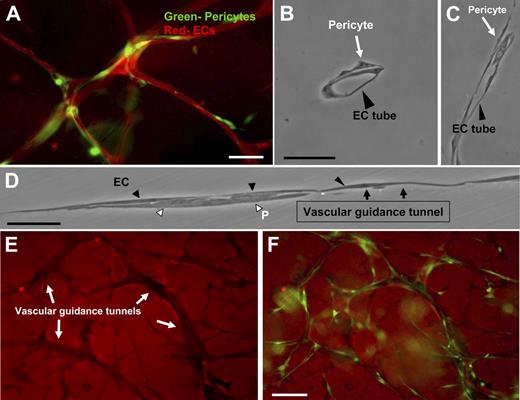 Figure 1. Recruitment of pericytes to the ablumenal surface of EC-lined tubes within vascular guidance tunnels using a new model of EC-pericyte tube coassembly in 3D collagen matrices. EC-pericyte cocultures were allowed to assemble randomly within a 3D collagen matrix for 5 days, fixed, and processed for immunofluorescence or cross-sectioning (HUVECs-bovine pericytes). (A) ECs were stained with the endothelial specific marker, CD31, whereas pericytes were GFP labeled. Bar equals 25 μm. (B) Plastic sections show association of pericytes with endothelial tubes on the abluminal face. Bar equals 25 μm. (C-D) EC-pericyte cocultures were allowed to form, and a thin plastic section of the monolayer was examined along an EC tube surface. ECs form a continuous layer with pericytes recruited to the basal surface. Black arrows indicate the border of the vascular guidance tunnel and the entrance of pericytes within these borders. Bar equals 50 μm. (E) Randomly placed ECs and GFP pericytes were allowed to form within the 3D collagen matrices for 5 days. These cultures were then immunostained with an anti-collagen type I antibody. (F) Images of the GFP pericytes were also obtained and overlaid with the corresponding collagen type I stain. Images show the clear presence of pericytes within vascular guidance tunnels. Bar equals 50 μm.