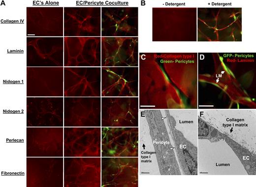 Figure 2. Extracellular deposition of basement membrane components is observed only when EC are cocultured with pericytes during EC-pericyte tube coassembly. ECs were cultured alone or with pericytes and allowed to randomly assemble in a 3D collagen for 5 days, fixed, and processed for immunofluorescence (HUVECs-bovine pericytes). Staining was done without detergent to assure extracellular staining only. (A) Basement membrane matrices were stained for the following: collagen IV, laminin, nidogens 1 and 2, perlecan, and fibronectin (red staining), and GFP pericytes (green staining). EC-only cultures show very little extracellular deposition of the indicated molecules. EC-pericyte cocultures show a dramatic increase in extracellular deposition of the basement membrane components along with fibronectin. (B) α-Tubulin staining was conducted as a methods control. (C) Pericytes are localized within vascular guidance tunnels; EC-GFP pericyte cocultures in 3D collagen gels were allowed to coassemble, and then stained with an anti-collagen type I antibody. Bar equals 25 μm. (D) Separate gels from the same cultures were then immunostained with an anti-laminin antibody that shows localized laminin staining between the 2 cell types. Bar equals 25 μm. (E-F) Electron microscopy was performed, and representative images are shown revealing the deposition of basement membrane matrix material (arrowheads) between ECs and pericytes, corresponding to the position of anti-laminin staining shown in (D); this deposition and organization is not seen when ECs are cultured alone (F). Bar equals 2 μm.