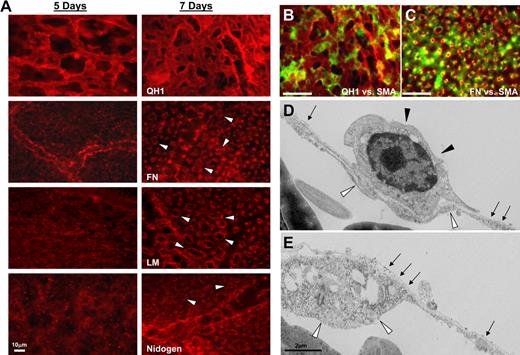 Figure 3. Pericyte recruitment to microvascular tubes during vasculogenesis in quail CAMs correlates with basement membrane matrix assembly. (A) Quail CAMs were isolated at 5 and 7 days of development and fixed for detergent-free immunostaining. Images reveal basement membrane deposition (arrowheads) around developing microvessels at the 7-day time point. Bars equal 10 μm. (B-C) Double staining of quail CAMs at 7 days for QH1, an EC-specific marker in red, versus SMA, recognizing pericytes at the microvascular level in green. (B) Reveals the coassociation of the 2 cells at this time point. (C) Staining of SMA (in green) versus the basement membrane component protein, fibronectin (in red), reveals the location of the pericytes in relation to the basement membrane. (D-E) Electron microscopy of quail CAMs reveals a continuous basement membrane (arrows) along the ablumenal surface of developing microvessels and between the perivascular cells (closed arrowheads) and the endothelium (open arrowheads). Bar equals 2 μm.