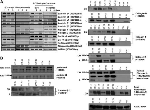 Figure 4. Up-regulation of fibronectin, nidogen-1, laminin isoforms, and perlecan occurs selectively in EC-pericyte cocultures to regulate EC basement membrane assembly. ECs alone, pericytes alone, or both ECs and pericytes were seeded randomly in 3D collagen matrices and allowed to assemble into tube networks. These networks were then either isolated for RNA or lysed for Western blot analysis. (A) mRNA expression of basement membrane components (using species-specific primer sets to HUVECs versus bovine pericytes) was examined at 1, 3, and 5 days of culture. ECs and pericytes alone in culture were examined as well as EC-pericyte cocultures. Relative expression patterns are shown, with glyceraldehyde-3-phosphate dehydrogenase (G3PDH) as a control. (B) Western blot analysis of collagen IV, laminin isoforms, nidogen 1/2, and fibronectin are shown demonstrating protein levels in EC-only (HUVECs), EC-pericyte coculture (HUVECs, bovine pericytes), and pericyte-only cultures (bovine pericytes). CM refers to conditioned medium; L refers to lysates. Actin blots are included as a loading control.