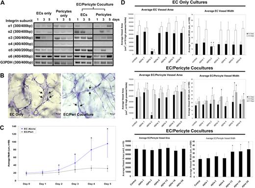 Figure 5. Selective induction and functional requirement of integrins with affinity for basement membrane matrices during EC-pericyte tube coassembly. (A) PCR analysis of selected α integrin chains was performed to examine expression in both the bovine pericytes and ECs (HUVECs) when cultured alone or in coculture. G3PDH is shown as a loading control. (B) Five-day images from time lapse movies are shown, highlighting the differences in vessel width between control EC-only cultures and EC-pericyte cocultures. Arrows show the differences in width. (C) Average vessel widths were measured from images obtained from time lapse movies for quantitation. (D) Integrin-blocking antibodies were added to the culture media of EC alone versus EC-pericyte cocultures either from the beginning of the experiment or starting at day 3 or 5 at 20 μg/mL. Analysis of total vessel area is shown, demonstrating a requirement for α2β1 using EC-only cultures. Analysis of average vessel width is reported showing increases in EC tube width with blockade of α5β1, α3β1, and α6β1 only when pericytes are present, and more significantly increased tube widths when antibodies to α1β1, α3β1, and α6β1 are mixed (bottom panels). Statistical significance, P < .01. Species specificity of the antibodies can be found in supplemental Table 2.