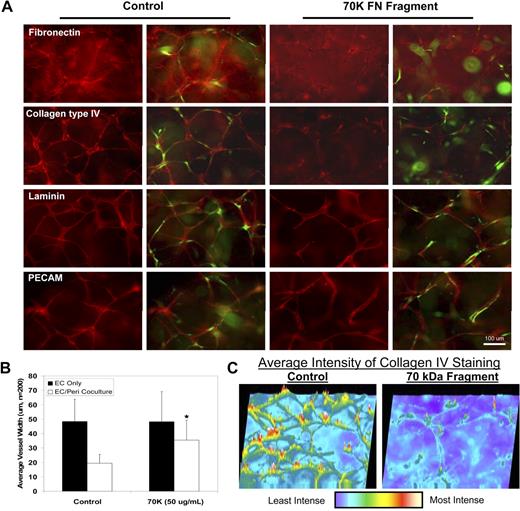 Figure 6. Fibronectin matrix assembly is required for vascular basement membrane formation during EC-pericyte tube coassembly. EC-pericyte cocultures were allowed to assemble for 5 days in a 3D collagen matrix either in the presence or absence of 50 μg/mL 70-kDa fragment of fibronectin (using HUVECs-bovine pericytes). (A) Immunofluorescent staining of fibronectin, collagen IV, and laminin demonstrates that disruption of fibronectin assembly leads to disrupted collagen IV assembly (first column in red, with the second column showing overlays denoting the position of GFP-pericytes). (B) Quantification of average vessel width reveals that blockade of fibronectin assembly leads to increased vessel width of EC tubes in the cocultures, but not EC-only cultures (P < .01). (C) Intensity mapping of representative fibronectin and collagen IV stains is shown to demonstrate the reduced levels of assembly/deposition of these proteins.