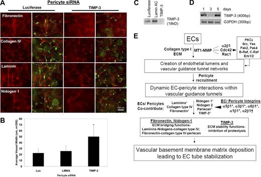 Figure 7. Pericyte TIMP-3 regulates basement membrane formation during EC-pericyte coassembly events within vascular guidance tunnels during tube remodeling and maturation events. (A) Immunostaining of basement membrane components reveals that in cocultures in which pericytes were treated with a siRNA to TIMP-3, there is marked disruption of collagen IV (first column in red, with the second column showing overlays denoting the position of GFP-pericytes). (B) Furthermore, suppression of pericyte TIMP-3 leads to increased vessel width (P < .01). (C) RT-PCR analysis of pericyte TIMP-3 suggests regulation over time in EC-pericyte cocultures. G3PDH is shown as a loading control. (D) Western blot analysis of TIMP-3 is shown to demonstrate siRNA suppression versus controls. (E) This schematic diagram illustrates the function of vascular guidance tunnels24 that affect EC tube remodeling, recruitment of pericytes, and dynamic EC-pericyte interactions that are necessary for deposition of basement membrane matrix as well as EC and pericyte integrin expression changes that control vascular tube maturation events. Vascular guidance tunnels form as a consequence of EC lumen and tube formation that occurs through a signaling cascade involving Cdc42, MT1-MMP, and α2β1 integrin and the indicated downstream kinase effectors.35,36 Asterisks indicate basement membrane components and integrins that are up-regulated specifically by EC-pericyte interactions during tube coassembly in 3D collagen matrices. Cross indicates the down-regulation of α2β1, which is observed in EC-pericyte cocultures and not EC-only cultures.