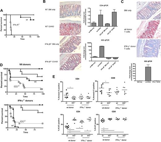 Figure 1. Donor T cell–produced IFN-γ is required for colon IDO induction and effects on T-cell proliferation and survival. (A) Wt (filled symbols) or IFN-γR−/− (open symbols) B6 mice were lethally irradiated and infused with allogeneic BALB/c BM with (squares) or without (circles) 3 × 106 whole T cells. n = 8 mice/group. Survival is shown. P < .001. (B) Mice from transplant in panel A were killed 7 days after transplantation, and colons were examined for IDO protein by IHC and IDO and CD4 mRNA by qPCR. For IDO in wt versus IFN-γR−/− GVHD groups, n = 4 mice/group, P < .001. (C) Wt B6 mice were lethally irradiated and received BALB/c BM with or without 3 × 106 wt or IFN-γ−/− BALB/c T cells. At 7 days later, colons were harvested and assessed for IDO protein and mRNA. n = 4 mice/group, P = .03. (D) Wt (filled symbols) or IDO−/− (open symbols) B6 mice were transplanted with BALB/c BM with (squares) or without (circles) 3 × 106 wt (left) or IFN-γ−/− (right) BALB/c T cells. Survival is shown. n = 8 mice/group. For wt donors, P = .04, for IFN-γ−/− donors, P = .78. (E) Wt or IDO−/− BALB/c mice were lethally irradiated and received B6 BM and 106 wt or IFN-γ−/− B6 T cells. Sixteen days after transplantation, T cells were isolated from colons and assessed by flow cytometry for annexin V and Ki-67. Data are pooled from 2 identical experiments with n = 3-4 mice/group; *P < .05. Only statistically significant differences are noted.