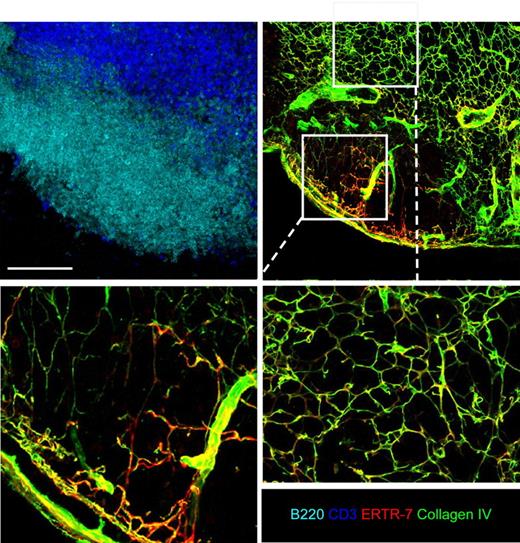 Figure 1. The conduit system of B-cell follicles is sparse and poorly branched. Peripheral LNs (except mesenteric) were collected from WT mice and cut in 40-μm-thick sections. LN sections were stained for B220 (light blue), CD3 (deep blue), ERTR-7 (red), and collagen IV (green) expression to reveal the complex structure of the conduit network present in the T- and B-cell zone when analyzed by confocal microscopy. Representative LN sections show the differences of the conduit network in the B- and the T-cell zones, as highlighted in the insets showing enlarged views of the conduits in the 2 areas. Data were acquired using a Leica Sp5 microscope (×20 and ×63 objectives) and are representative of 3 different experiments. Scale bar: 100 μm.