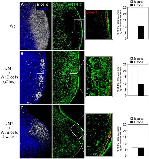 Figure 2. The conduit network is remodeled within developing B follicles. B cell–deficient (μMT) mice were injected with 2 × 107 CMFDA-labeled WT B cells. Peripheral LNs (except mesenteric) were collected from WT mice (A) and μMT mice 1 day (B) and 2 weeks (C) after transfer. Sections were stained for B220 (white), CD3 (blue), ERTR-7 (green), and Lyve-1 (red) to reveal the status of the conduit network present in the T- and B-cell zone when analyzed by confocal microscopy. Histograms indicate the percentage of B-cell areas and T-cell areas occupied by the reticular fibers in each condition. Data were acquired using a Leica Sp5 microscope (×20 and ×63 objectives) and are representative of 3 different experiments. Scale bar: 100 μm.