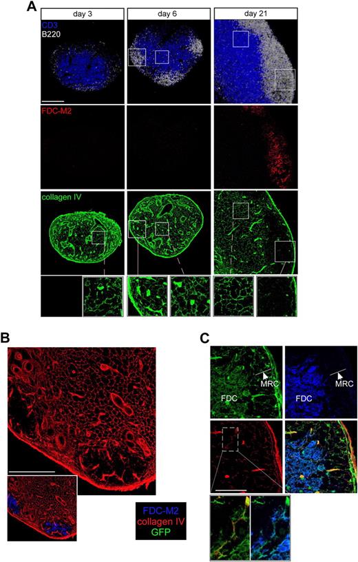 Figure 3. Follicle development is associated with conduit remodeling in neonates and allows FDCs to wrap around conduits. (A) WT mice were killed at day 3, 6, or 21 after birth. Axillary and inguinal LNs were harvested, sectioned, and stained for B220 (white), CD3 (blue), collagen IV (green), and FDC-M2 (red) to analyze by confocal microscopy the status of the conduit system in the developing follicles over time. Insets show enlargements of B- and T-cell areas. (B-C) LNs from adult irradiated ubiquitin-GFP mice reconstituted with WT bone marrow were sectioned and stained for collagen IV (red) and FDC-M2 (blue) expression to distinguish by confocal microscopy the very thin processes of the radioresistant GFP-positive (green)–expressing cells present in the follicles. Insets in panel C show an enlargement of a conduit and its enwrapping FDCs in the follicle. Data were acquired using a Leica Sp5 microscope (×20 and ×63 objectives) and are representative of 3 different experiments. Scale bar: 100 μm.