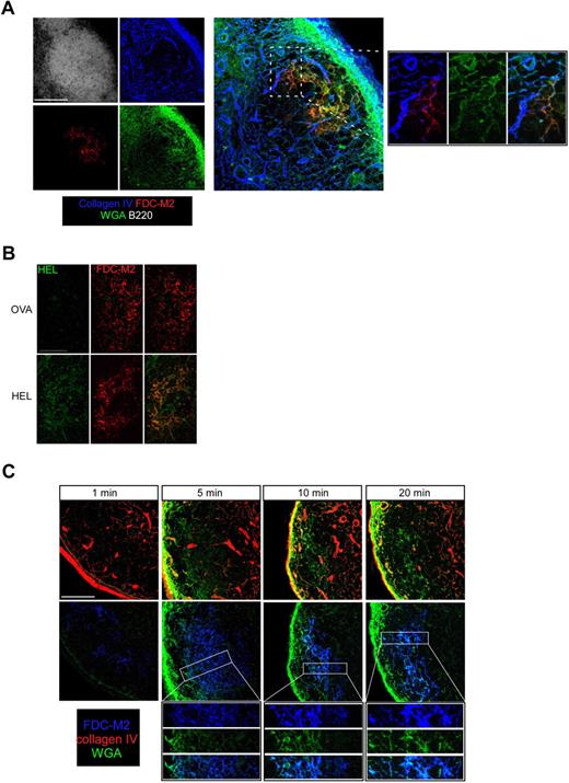 Figure 4. FDCs rapidly capture a soluble Ag injected subcutaneously. (A) WT mice were injected with 10 μL (50 μg) of Alexa 488–conjugated WGA (green) in the ears. Thirty minutes later, ear-draining LNs were collected; sectioned; stained for B220 (white), FDC-M2 (red), and collagen IV (blue) expression; and analyzed by confocal microscopy. Insets show the enlargement of a region that contains FDCs and conduits. (B) WT mice were injected with 10 μL (20 μg) of OVA or HEL in the ears. Ear-draining LNs were harvested 30 minutes later, sectioned, stained for HEL (green) and FDC-M2 (red) expression, and analyzed by confocal microscopy. (C) WT mice were injected with 10 μL (50 μg) of Alexa 488–conjugated WGA (green) in the ears. One, 5, 10, and 20 minutes later, ear-draining LNs were collected, sectioned, and stained for FDC-M2 (blue) and collagen IV (red) expression to examine the WGA diffusion over time when analyzed by confocal microscopy. Data were acquired with a Leica Sp5 microcope (×20 and ×63 objectives) and are representative of 3 different experiments. Scale bar: 100 μm.