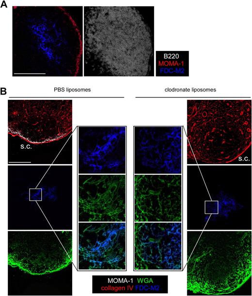 Figure 5. SCS macrophages are not responsible for Ag transport to FDCs. (A) LN sections from WT mice were stained for B220 (white), FDC-M2 (blue), and MOMA-1 (red), then analyzed by confocal microscopy to highlight the SCS macrophages and their dendritic protrusions that penetrate the follicles. (B) WT mice were injected with 30 μL of PBS- or chlodornate-loaded liposomes in the hind footpads. Six days later, when SCS macrophage depletion was complete, 10 μL (50 μg) of Alexa 647–conjugated WGA was injected in the footpads of the treated animals. Popliteal LNs were harvested 30 minutes later; sectioned; stained for MOMA-1 (white), collagen IV (red), and FDC-M2 (blue); and then analyzed by confocal microscopy. Data were acquired with a Leica Sp5 microcope (×20 and ×63 objectives) and are representative of 2 different experiments. Scale bar: 100 μm.
