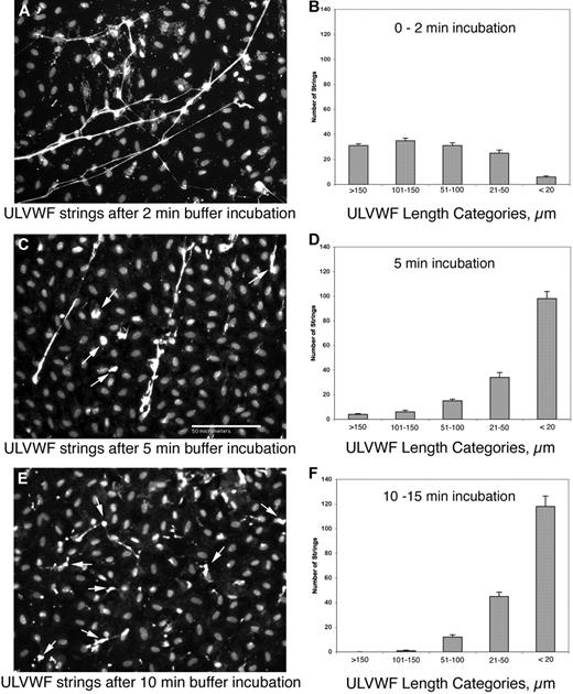 Figure 2. Cleavage of HUVEC-anchored VWF strings by HUVEC-released ADAMTS13. HUVECs were stimulated for 2 minutes with 100μM histamine, washed, and incubated statically for 0 to 2 minutes (A-B), 5 minutes (C-D), or 10 to 15 minutes (E-F) in Ca2+/Zn2+-containing buffer. The cells were fixed and stained with rabbit anti–VWF plus goat anti–rabbit IgG-488 and DAPI. The lengths of VWF strings were measured from microscope fields (201 μm × 150 μm; ×200) after each incubation time (n = 10), and were categorized as follows: lengths > 150 μm; 101 to 150 μm; 51 to 100 μm; 21 to 50 μm; and <20 μm. Representative images and graphs (means ± SD) are shown for each time interval. The arrows on panels C and E indicate cleaved VWF strings. The panels demonstrate that endogenous ADAMTS-13 released from HUVECs progressively cleaved VWF strings anchored to the same and/or nearby cells into smaller forms.