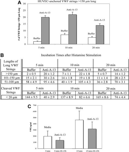 Figure 3. Specific blockade of VWF string cleavage by antibody to ADAMTS13. HUVECs were stimulated with 100μM histamine in buffer ± 20 μg/mL anti–ADAMTS-13 (BL156) for 2 minutes. After washing, the cells were incubated for 5, 10, and 20 minutes in Ca2+/Zn2+-containing buffer alone or buffer containing 20 μg/mL anti–ADAMTS-13. After incubation, the cells were fixed and stained with rabbit anti–VWF plus goat anti–rabbit IgG-488. The number and lengths of cell-anchored VWF strings were measured from microscope fields (201 μm × 150 μm; ×200) from 3 to 4 experiments at each time point and shown as means ± SD. (A) VWF strings with lengths exceeding 150 μm after 5-, 10-, and 20-minute incubations with Ca2+/Zn2+-containing buffer alone (□) or buffer containing 20 μg/mL anti–ADAMTS-13 (▩). (B) Lengths of long VWF strings (> 150 μm, 101-150 μm, and 51-100 μm) and lengths of cleaved VWF strings (< 20 μm) in the presence and absence of anti–ADAMTS-13 after each incubation time. A greater number of long VWF strings was quantified in the presence of anti–ADAMTS-13. (C) HUVECs were stimulated with 100μM histamine for 2 minutes, washed, and incubated in serum-free media ± 20 μg/mL anti–ADAMTS-13. Levels of VWF released into cell supernatants and collected into 10mM EDTA after 5 minutes (P = .05; n = 10) and 15 minutes (P = .01; n = 8) were significantly lower in supernatants from cells incubated with antibodies to ADAMTS-13.