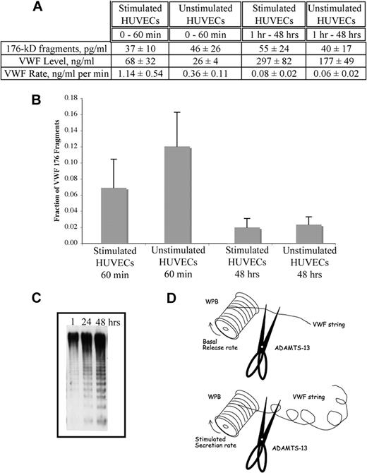 Figure 6. Quantification of ADAMTS13 cleavage sites 1605-6 in VWF A2 domains in VWF strings secreted by stimulated and unstimulated HUVECs. HUVECs grown in 24-well plates were incubated with 200 μL of serum-free media or stimulated with 100μM histamine in the same media at 37°C. Culture media was collected after 60 minutes or 48 hours into 10mM EDTA and analyzed for total VWF antigen and VWF 176-kD fragments by immunoassay. (A) VWF 176-kD fragment levels (pg/mL) were quantified using Mab LJ176 against amino acids M1606-P1620 of VWF monomers, and total VWF antigen levels (ng/mL) were measured using a polyclonal antibody against purified VWF. (B) Ratio of VWF 176-kD fragments per total VWF antigen after 60 minutes and 48 hours from histamine-stimulated and unstimulated HUVECs. Results are means ± SD (n = 12) and demonstrate that there is more ADAMTS-13–mediated cleavage of the few VWF strings secreted at a slow rate from unstimulated HUVECs than the many VWF strings secreted rapidly in response to cell stimulation at 60 minutes. (C) VWF multimer immunoblot representative of soluble VWF collected 1, 24, and 48 hours after HUVEC histamine stimulation in serum-free media. (D) Cartoon illustrating the relationship between rate of VWF string secretion and VWF cleavage multimer length. WPBs, represented by a spool of thread, release longer VWF strings before ADAMTS-13 cleavage under stimulation (rapid release rates) than under unstimulated conditions (basal rate). HUVEC-released ADAMTS-13, represented by the pair of scissors, is slow and continuous and remains constant regardless of the rate of VWF string secretion.