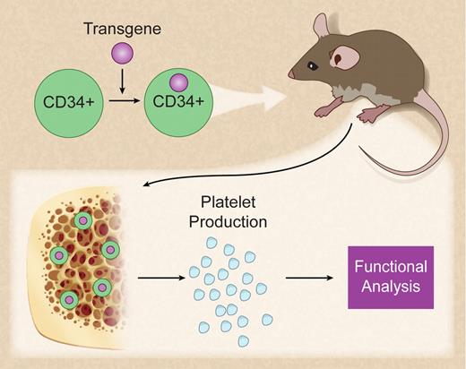 In vivo production of genetically modified human platelets. Professional illustration by Debra T. Dartez.