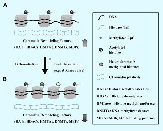 The role of epigenetics in chromatin plasticity. (A) Chromatin in most primitive pluripotent stem cells (eg, embryonic stem cells) is in an open/active state (euchromatin) and several genes are transcribed. This state is due to wide undermethylation of DNA in and its association with acetylated histones that are a mark of euchromatin. (B) The cell differentiation is linked to gradual methylation of cytosine at cytosine-phosphate-guanine (CpG) dinucleotides that reside within DNA regulatory sequences affecting the gene expression. These CpG dinucleotides are gathered in the DNA strand in repetitive sequences present usually around transcription start sites (TSS) of promoters of some genes; they are called CpG islands (CGI). Whereas CGI+ genes encode developmental regulators or housekeeping genes, CGI− genes are highly enriched for lineage-specific genes. The methylation of CpGs usually negatively affects transcription of neighboring genes. Transcription of particular genes is also affected by another epigenetic mechanism: recruitment of transcription repressive complexes by CpG-enriched DNA and posttranslational modification of histone tails that leads to a decrease in their acetylation. Thus, during the differentiation process, the open type of euchromatin changes to the more condense and genetically silent heterochromatin.