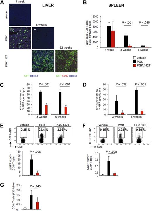 Figure 1. Monitoring the transgene-specific immune response in mice injected with PGK.142T. BALB/c mice were intravenously injected with LV PGK or PGK.142T encoding GFP. (A) Confocal fluorescent microscopy analysis showing GFP (green) expression patterns in the liver at the indicated times. Scale bar = 100 μm. (B) The frequency of IFN-γ–producing, GFP-specific CD8+ T cells in the spleen of treated mice was determined by ELISPOT at the indicated times. Data are expressed as the mean ± SD number of GFP-specific CD8+ T cells per 106 total CD8+ T cells. Measurement of the GFP+ cell-specific killing capacity of CTL derived from treated mice was performed by chromium release assay using different ratios of CD8+ effector T cells: P815 target cell line (P815 cell line, BALB/c syngeneic mastocytoma-derived cell line, was in vitro transduced to stably express GFP, or untransduced as control). (C) Measurement of the GFP-driven killing capacity of liver-derived CD8+ T cell; 10:1 ratio is reported. (D) Measurement of the GFP+ cell-specific killing capacity of spleen CD8+ T cell. The 100:1 ratio of effector:target cells is shown. Data are expressed as the mean ± SD percentage of target cell lysis. (E-F) The frequency of GFP-specific CD8+ T cells in the liver (E) and spleen (F) was determined by FACS analysis of intrahepatic leukocytes and splenocytes, respectively, stained with a pentamer loaded with the H-2Kd immunodominant epitope of GFP, GFP200-208. Analysis was performed 6 weeks postinjection (n = 3/group). A representative dot plot is shown. Below, the mean ± SD of the experiment is provided. (G) Quantification of the absolute number of CD8+ T cells infiltrating the liver 6 weeks after LV injection. Shown as the mean ± SD (n = 3/group).