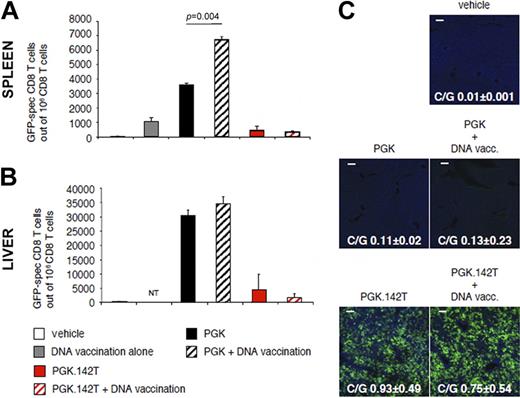 Figure 2. Vaccine challenge of PGK.142T-treated mice. PGK- and PGK.142T-treated BALB/c mice were vaccinated at 6 weeks after vector injection by administration of a plasmid encoding GFP into cardiotoxin-injured muscle. Analysis was performed 12 days after vaccination. (A-B) The frequency of IFN-γ–producing GFP-specific CD8+ T cells in the spleen and liver of treated mice was determined by ELISPOT. Data are expressed as the mean ± SD number of GFP-specific CD8+ T cells per 106 total CD8+ T cells. Note that vaccination was able to induce a primary immune response to GFP in PBS-treated mice, and a secondary immune response to GFP in PGK-treated mice, but not in PGK.142T-treated mice. (C) Liver sections were analyzed by confocal microscopy after staining for GFP and nuclei. Scale bar = 100 μm. Images are representative of 2 separate experiments (n = 6 mice/group). Also shown is the mean C/G from the livers of treated mice (n = 6).