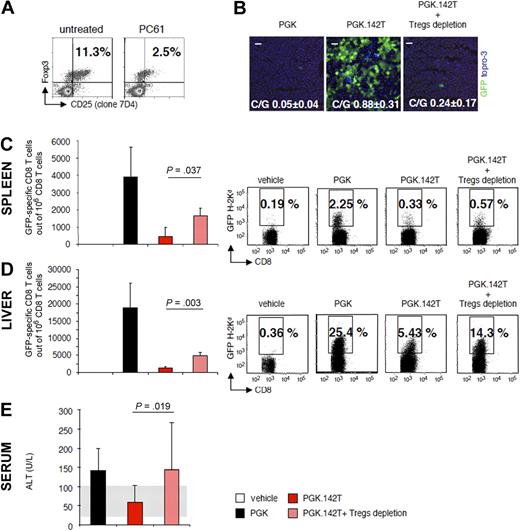 Figure 4. Examination of the role and function of CD4+CD25+Foxp3+ Tregs in PGK.142T-mediated gene transfer. Mice were injected with the PC61 mAb (anti–mouse CD25, 1 mg/mouse) 5 days before treatment with PGK.142T. (A) At the time of vector injection, the number of Tregs was determined by FACS analysis of splenocytes immunostained for CD4, CD25 (clone 7D4), and Foxp3. (B) At 6 weeks after vector injection, mice were killed and GFP expression in the liver was monitored by confocal microscopy. GFP was visualized by anti-GFP staining (green), and nuclei by Topro-3 staining (blue). Also shown is the mean ± SD C/G from the livers of treated mice (n = 9). (C-D) The frequency of IFN-γ–producing, GFP-specific CD8+ T cells in the spleen (C) and liver (D) of treated mice was determined by ELISPOT assay. Data are expressed as the mean ± SD number of GFP-specific CD8+ T cells per 106 total CD8+ T cells. For the spleen, analysis was performed on isolated CD8+ T cells, whereas for the liver, analysis was performed on total intrahepatic leukocytes, and the amount of CD8+ T cells was determined by FACS analysis (data not shown). The frequency of GFP-specific CD8+ T cells in the spleen (C) and liver (D) was determined by FACS analysis of splenocytes and intrahepatic leukocytes, respectively, stained with a H-2Kd pentamer loaded with the immunodominant epitope of GFP, HYLSTQSAL (GFP200-208). A representative dot plot is shown from 1 of 3 separate experiments (n = 3/group per experiment; n = 9/vector). (E) Transaminase levels (ALT U/L) were determined in the sera of treated mice at the time of sacrifice; data are expressed as mean ± SD (n = 6/group). Normal ALT levels, detected in the sera of vehicle-injected mice, are 60 ± 40 U/L (n = 3, gray area).