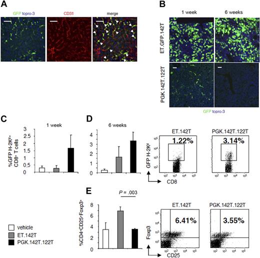 Figure 6. Determination of the contribution of LSECs and hepatocytes to the stability of gene transfer. Mice were injected with either the hepatocyte-specific vector, ET.142T, or a LV-containing target sequence for miR-122 and miR-142, PGK.142T.122T. (A) Confocal fluorescent microscopy was performed on liver section to analyze the pattern of GFP expression (green). Sections were stained with anti-CD31 (red) to detect liver sinusoidal endothelial cells. Note that the majority of GFP-positive cells are also positive for CD31 (yellow), indicating that PGK.142T.122T expression is confined to endothelial cells. (B) Confocal fluorescent microscopy of the liver at 1 and 6 weeks after vector injection. GFP was visualized by anti-GFP staining, and nuclei by Topro-3 staining (blue). Scale bar = 100 μm. A representative image of 2 experiments (n = 3/group per experiment) is shown. (C-D) Leukocytes infiltrating the liver were isolated (C) 1 and (D) 6 weeks after vector administration, and the frequency of GFP-specific CD8+ T cells was evaluated by H-2Kd-GFP200-208 pentamer staining. Data are expressed as the mean ± SD percentage of GFP200-208-H2-Kd+CD8+ T cells. To the right, a representative dot plot, gated on CD8+ cells, is shown from 1 of 2 experiments (n = 3/group per experiment). (E) The frequency of CD4+CD25+Foxp3+ Tregs was quantified by FACS analysis. Data are expressed as mean ± SD percentage of positive cells. To the right, a representative dot plot, gated on CD4+ T cells, is shown from 1 of 2 experiments (n = 3/group per experiment).
