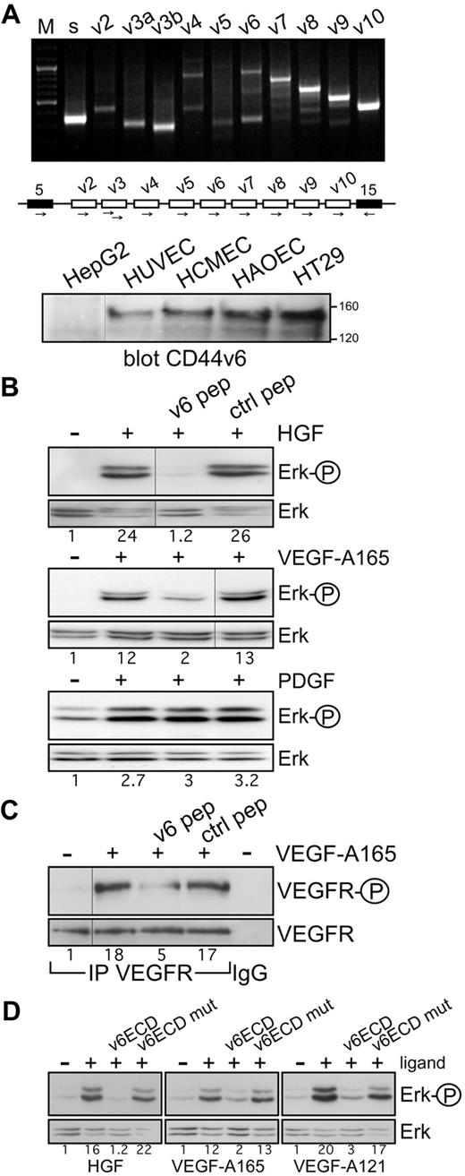 Figure 1. Coreceptor function of CD44v6 in ECs. (A) CD44 variant exon-specific RT-PCR analysis in HUVECs. The method and the primers have been described.13,25 “s” refers to the use of 2 primers in the CD44 constant exons 5 and 15 (black boxes in the schematic drawing of the relevant parts of the CD44 gene); the other lanes refer to PCRs performed with the forward primers in variant exons and the reverse primer in exon 15. “M” refers to a DNA ladder. The Western blot shows a staining of cell lysates with the CD44v6-specific antibody VFF18. A total of 20 μg of protein was applied to each, except for HT29 (5 μg). Size markers for apparent molecular weight are indicated. HepG2 were used as CD44v6 negative cells, HT29 as positive ones. (B) Signal transduction induced by HGF, VEGF-A165, or PDGF in untreated HUVECs or HUVECs treated with the human v6-specific 14mer peptide or a control peptide. Activation of Erk was measured as described in “Activation of RTKs and Erk.” (C) VEGFR-2 activation by VEGF-A165 in HUVECs was determined after immunoprecipitation of VEGFR-2 and Western blotting with the phospho-specific VEGFR-2 antibody. IgG indicates a control precipitation. Treatment with VEGF-A165 and with the peptides was performed as described in “Activation of RTKs and Erk.” (D) Ligand-induced signaling in HUVECs in the presence of the CD44v6ECD or a mutated version as indicated. Treatments were done as described in “Activation of RTKs and Erk.” The numbers indicate the fold induction as calculated by the computer program ImageJ. All experiments were performed at least 3 times and gave similar results. Vertical lines have been inserted to indicate repositioned gel lanes.