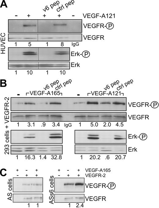 Figure 2. The coreceptor function of CD44v6 is independent of heparin sulfation. (A) HUVECs were induced with VEGF-A121 in the presence of the CD44v6-specific peptide or control peptide as indicated. The activation of VEGFR-2 (as in Figure 1C) and Erk was determined. The IgG lane corresponds to an immunoprecipitation with the IgG control antibody. (B) HEK293 cells were transiently transfected with a VEGFR-2 expression construct (see “Transfection”). They were then treated with VEGF and peptides as indicated, and the activation of VEGFR-2 or signaling to Erk was measured directly by Western blotting. (C) BSp73AS cells (AS) or BSp73ASs6 (ASs6) cells were transiently transfected with a VEGFR-2 expression construct and activated with VEGF-A165 where indicated. Activation of VEGFR-2 was determined using the phospho VEGFR-2–specific antibody (Tyr 1175) directly in Western blotting. The numbers refer to fold induction. Vertical lines have been inserted to indicate repositioned gel lanes.