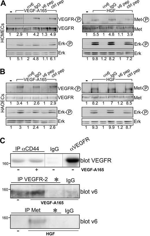 Figure 3. VEGFR-2 and CD44v6 form a complex. Signal transduction induced by HGF or VEGF-A165 in HCMECs (A) and in HAOECs (B) in the presence of a CD44v6-specific antibody (αv6), IgG control, or the human v6-specific 14mer peptide or a control peptide.15 Activation of VEGFR and Erk was measured as described in “Activation of RTKs and Erk.” Met activation has been described previously.15 (C) Immunoprecipitation with antibodies as indicated and described in “Coimmunoprecipitation” and Western blotting of the precipitates. *Treatment with the CD44v6 peptide (100 ng/mL) before immunoprecipitation with VEGFR-2 or Met antibody to demonstrate the specificity of the CD44v6 band in the Western blot. Size marker for apparent molecular weight is indicated. Vertical lines have been inserted to indicate repositioned gel lanes.