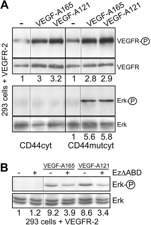 Figure 4. VEGFR-2 signaling is dependent on Ezrin binding to CD44. (A) HEK293 cells transiently transfected with a VEGFR-2 expression construct were cotransfected with vectors expressing either the CD44 cytoplasmic domain (CD44cyt) or the CD44 cytoplasmic domain mutated in the Ezrin-binding site22 (CD44mutcyt). Activation of VEGFR-2 on induction with VEGF (as described in Figure 2C) and signaling to Erk were determined. (B) HEK293 cells transiently transfected with a VEGFR-2 expression construct were cotransfected with vectors expressing EzrinΔABD as indicated, and signaling to Erk on VEGF treatment was determined. The numbers indicate fold induction. Vertical lines have been inserted to indicate repositioned gel lanes.