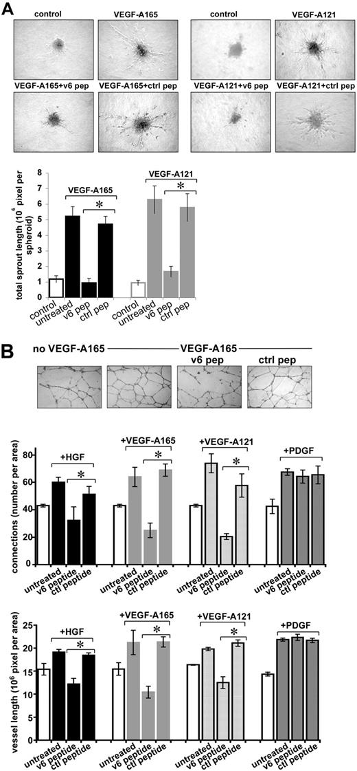 Figure 6. Sprouting of endothelial spheroids and tube formation of HUVECs depend on CD44v6. (A) Sprouting from spheroids of HUVECs was measured as described in “Sprouting assay.” Growth factor and peptide treatments are indicated. Pictures were taken after 48 hours, and sprouting was quantified using the computer program ImageJ. (B) Tubule formation induced by growth factors and peptides as indicated was quantified by counting the branching points or the total vessel length per field using the computer program ImageJ. An example for VEGF-A165 is shown. *Statistical significance (P < .05). The SD was calculated from 3 independent experiments.