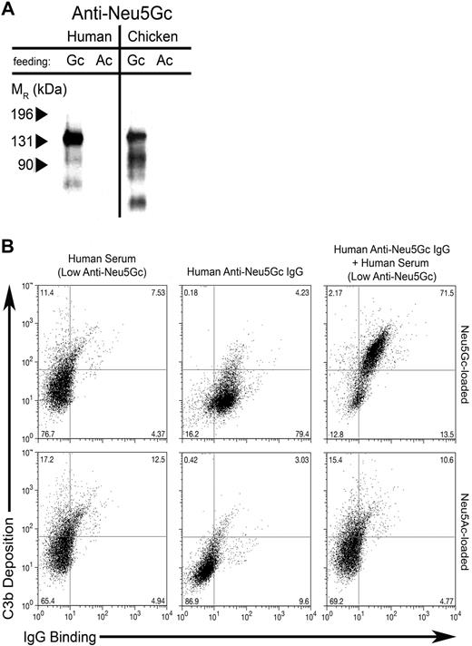 Figure 7. Affinity-purified human anti-Neu5Gc antibodies bind specifically to Neu5Gc-loaded endothelial membrane glycoproteins and induce complement deposition. Affinity-purified human anti-Neu5Gc antibodies17 were used as a primary. (A) Biotinylated, affinity-purified human anti-Neu5Gc antibodies were studied by Western blotting against surface membrane glycoproteins of Neu5Ac (Ac)– or Neu5Gc (Gc)–loaded endothelial cells, and the banding pattern was compared with that generated with the cGcAb antibody. HUVECs loaded with either Neu5Ac or Neu5Gc were lifted with 100mM EDTA and sonicated. Membrane fractions were prepared, 3 μg denatured by boiling in SDS separated on 12.5% polyacrylamide mini gels (Bio-Rad), and electrotransferred to nitrocellulose membranes. Membranes were blocked overnight at 4°C with 0.5% Neu5Gc-free cold water fish gelatin (Sigma-Aldrich) in TBST. Primary antibodies were incubated for 5 hours at 4°C with either biotinylated anti-Neu5Gc antibodies purified from individual human sera, diluted 1:100 in TBST, or chicken anti-Neu5Gc antibody (cGcAb), diluted 1:50 000 in TBST. Purification of the cGcAb is described elsewhere.4 Membranes were washed 4 times for 5 minutes in TBST then incubated with Streptavidin-HRP (Bio-Rad), diluted 1:50 000, or HRP-anti-chicken-IgY (Jackson ImmunoResearch Laboratories), diluted 1:10 000, at room temperature for 45 minutes. Proteins were visualized by chemiluminescence detection (Pierce), followed by exposure to Kodak BioMax XAR film for 5 to 30 seconds. A representative example from 3 independently performed experiments is shown. (B) Anti-Neu5Gc IgG binding (x-axis) and complement deposition (y-axis) were simultaneously assessed on Neu5Ac- and Neu5Gc-loaded endothelium. Affinity-purified anti-Neu5Gc antibodies, low-titer human serum (S30), or both were incubated with Neu5Gc-loaded (top) or Neu5Ac-loaded (bottom) HUVECs. Although the low-titer human serum does not bind HUVECs in a Neu5Gc-dependent fashion (left), the affinity-purified anti-Neu5Gc antibodies are necessary and sufficient to bind Neu5Gc-loaded HUVECs in a Neu5Gc-dependent fashion (middle). Supplementing the low-titer serum with the purified anti-Neu5Gc antibodies allows complement deposition on HUVECs in a Neu5Gc-dependent manner (right). A representative result of 3 independent experiments is shown.