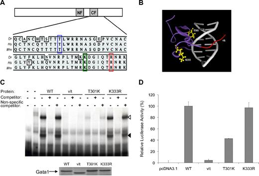 Figure 1. Characterization of gata1 mutations: T301K, K333R, and vlt. (A) Schematic representation of Gata1 protein with N- and C-zinc fingers marked as NF and CF, respectively. Multispecies alignment of the region containing the mutations: T301K (blue box), K333R (green box), and vlt (R339X, red box). Dr indicates zebrafish; Hs, human; Mm, mouse. (B) Shown is a 3-dimensional protein model of the zebrafish Gata1 C-terminal zinc finger domain. The ribbon structure depicts a 60 amino acid fragment of the zebrafish Gata1 protein (purple) bound to DNA (gray). The location of substituted residues (T301 and K333; yellow ball-and-stick) and the region truncated in vlad tepes (vlt; red) are indicated. Residue T301 is in close proximity to the DNA backbone of the major groove, suggesting its missense mutation may alter DNA binding. In contrast, the side chain of residue K333 points outward from an extended loop, an orientation that may be tolerant of conservative substitution. (C) DNA-binding activity of wild-type (WT) and mutant forms of Gata1 as determined by electrophoretic mobility shift assay with a 32P-labeled probe for a β/ϵ globin promoter sequence and in vitro–translated proteins. The DNA–protein complexes are seen as slower migrating bands marked by black and white arrowheads. The first lane on the left contains only the probe, and the next lane also contains lysate but no Gata1 protein. Similar amounts of the Gata1 proteins were used in the experiments, as demonstrated by the Western blot (bottom). (D) Transcriptional activity of mutant forms of Gata1 relative to the wild-type (WT) Gata1 protein as measured by a Dual Luciferase Assay. T301K substitution reduced the ability of Gata1 to activate transcription in vitro, whereas K333R substitution did not affect Gata1 activity in vitro.