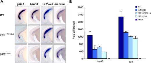 Figure 3. Expression of hematopoietic genes in gata1 mutant embryos by whole-mount RNA in situ hybridization and qRT-PCR. Lateral views of embryos with the tails to the left and dorsal to the top. (A) In situ hybridization showing the differential expression pattern of the erythroid markers band3, α-globin embryonic forms 1 (αe1) and 2 (αe2), draculin, and gata1 in 15-18 somites gata1T301K/vlt (band3, n = 16/16; globins, n = 6/6; draculin, n = 5/5; gata1, n = 9/9), gata1vlt/vlt (band3, n = 8/8; globins, n = 6/6; draculin, n = 5/5; gata1, n = 8/8) and wild-type (band3, n = 6/6; globins, n = 10/10; draculin, n = 13/13; gata1, n = 10/10) embryos. Original magnification ×80. Individual embryos were imaged and genotyped by PCR followed by Taq1 digestion (vlt) or sequencing (T301K). (B) qRT-PCR of Gata1 target genes band3 and βe2 in 40 hpf wild-type, gata1+/T301K, gata1T301K/T301K, and gata1vlt/vlt embryos. Data represents fold change in expression relative to gata1vlt/vlt. Twenty embryos from each genotype were pooled for RNA extraction and qRT-PCR.