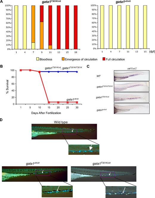 Figure 4. Rescue of hematopoiesis in gata1T301K/vlt embryos. (A) Recovery of blood circulation in gata1T301K/vlt embryos between 7 and 13 dpf. gata1vlt/vlt embryos were bloodless and never recovered blood circulation. Twenty embryos of each genotype were monitored daily. (B) Survival curves of gata1T301K/vlt and gata1T301K/T301K (blue) and gata1vlt/vlt (red) embryos from fertilization to 30 dpf. Twenty embryos of each genotype were monitored daily. (C) Lateral views of the tails of 48 hpf embryos after RNA in situ hybridization with erythroid markers α-globin embryonic forms 1 (αe1) and 2 (αe2), showing the absence of globin expression in the CHT region of gata1vlt/vlt embryos (n = 14/14) and relatively normal globin expression in gata1T301K/vlt (n = 7/9), gata1T301K/T301K (n = 4/4), and wild-type (n = 8/8) embryos. (D) Noncirculating cd41-GFPlow cells in the CHT (white arrows, right inset) of 4 dpf embryos. No significant difference was detected in this cell population in gata1vlt/vlt (n = 15/15) and gata1T301K/vlt (n = 25/25) embryos compared with the wild-type embryos (n = 30/30). Original magnifications ×80 (C) and ×50 (D).