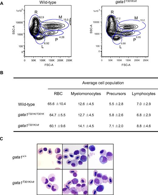 Figure 6. Normal hematopoiesis in adult gata1T301K/vlt fish. (A-B) FACS analysis of adult kidney cells. (A) Representative blood cell profile of whole kidney marrow from wild-type and gata1T301K/vlt adult fish. Blood cell lineages are represented as: R, red blood cells; M, myelomonocytes; P, precursors; and L, lymphocytes. (B) Average cell numbers of each blood cell lineage calculated from 8 wild-type, 5 gata1T301K/T301K, and 5 gata1T301K/vlt fish. The differences in lineage cell numbers observed between wild-type and the mutant fish were not statistically significant. RBC indicates red blood cells. (C) Cytospin preparation from wild-type and gata1T301K/vlt adult fish whole kidney marrow, showing the presence of multilineage cells in the gata1T301K/vlt fish.