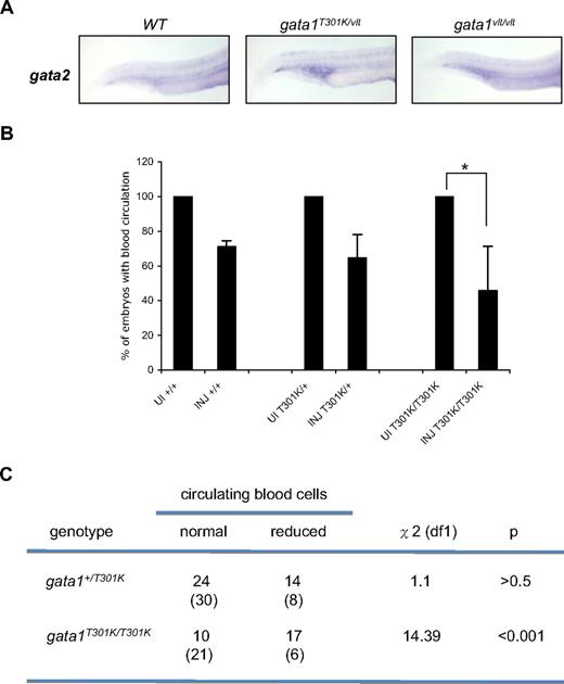 Figure 7. Gata2 knockdown causes a decrease in blood circulation in gata1T301K/T301K embryos during primitive hematopoiesis. (A) gata2 expression in gata1 mutant embryos analyzed by whole-mount RNA in situ hybridization. Lateral views of the embryo tails show gata2 expression in the posterior ICM. Embryos were harvested at 24 hpf. Individual embryos were imaged and genotyped (wild-type, n = 4/4; gata1T301K/vlt, n = 5/7; gata1vlt/vlt, n = 3/3). Original magnification ×50. (B) Bar graphs showing the percentage of wild-type, gata1+/T301K, and gata1T301K/T301K embryos with reduced blood circulation 72 hours after gata2 morpholino injection. There was a significant reduction of gata1T301K/T301K embryos with normal circulation after injection (*). UI indicates uninjected embryos; INJ, gata2 MO injected embryos. (C) By χ2 analysis, the number of injected embryos maintaining normal blood circulation was significantly lower for the gata1T301K/T301K embryos but not for the gata1+/T301K embryos. The numbers shown in parentheses are the numbers of embryos expected for each phenotype based on wild-type data.