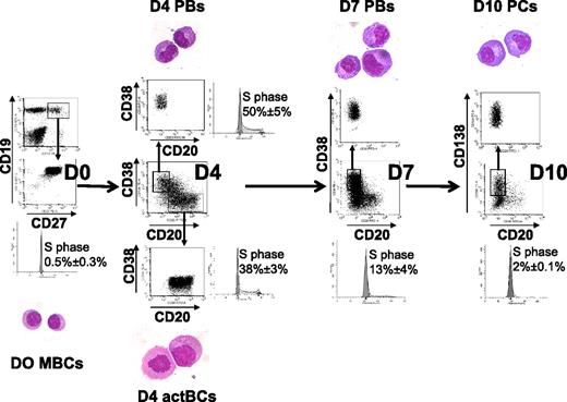 Figure 1. Three-step in vitro model of PC generation. Peripheral blood human MBCs were purified and cultured with sCD40L, ODN, and IL-2 + IL-10 + IL-15, then with IL-2 + IL-6 + IL-10 + IL-15 for 3 days, and then with IFN-α + IL-6 + IL-15 for 3 days. Cells were labeled with anti-CD20, CD38, and anti-CD138 mAbs, CD20+CD38− D4 actBCs, CD20−CD38++ D4 or D7 PBs, and CD20−CD38++CD138+ D10 PCs were FACS sorted and stained with May-Grünwald-Giemsa (original magnification, ×1000). The percentage of cells in the S hase of the cell cycle was determined using propidium iodide, and data were analyzed with the ModFit LT software. Histograms are those of 1 experiment representative of 3.
