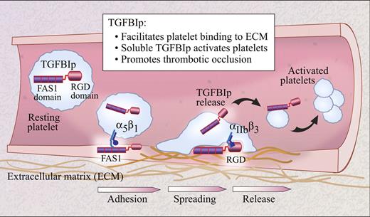 Schematic of the potential roles of TGFBIp in arterial thrombosis. Platelets adhere to the damaged vascular wall by a variety of mechanisms that may include interactions between the FAS1 domain of TGFBIp and integrin α5β1. The RGD-domain of TGFBIp may also contribute to platelet spreading via interactions with integrin αIIbβ3. As platelet agonists are generated at the site of injury, they induce release of TGFBIp from stored pools, which in turn activates other platelets and promotes thrombus formation.