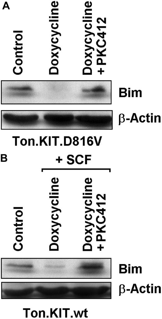 Figure 2. Effects of PKC412 on expression of Bim in Ton.Kit cells. (A) Ton.Kit.D816V cells were grown in control medium (control), or in the presence of doxycycline to induce KIT D816V expression. KIT D816V–positive cells were cultured in control medium (doxycycline) or in the presence of PKC412 (1μM) for 12 hours. Thereafter, cells were subjected to Western blotting performed with an antibody against Bim. The β-actin loading control is also shown. (B) Ton.Kit.wt cells were grown in control medium (control) or in the presence of doxycycline and stem cell factor (SCF; for induction of wt KIT). Wt KIT–positive cells were cultured in control medium (doxycycline + SCF) or in the presence of PKC412 (1μM) for 12 hours. Then, Western blotting was performed using antibodies against Bim and β-actin.