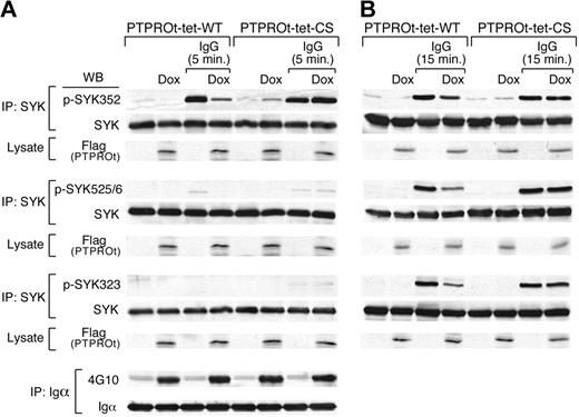 Figure 5. PTPROt overexpression inhibits SYK Y352 tyrosyl phosphorylation. Tet-inducible Flag-tagged WT or mutant (CS) PTPROt clones were cultured with or without Dox and stimulated with goat anti–human IgG for 5 minutes (A), 15 minutes (B), or left untreated. Thereafter, cells were lysed and immunoprecipitated with anti-SYK or anti-CD79a antibody. Immunoprecipitates were size fractionated, blotted, and analyzed with the indicated phosphotyrosine antibodies (anti-pSYK352, -pSYK525/526, -pSYK323, and 4G10, respectively). The blots was subsequently stripped and blotted with an anti-pan SYK or anti-CD79a antibody. In each experiment, the corresponding whole cell lysates were simultaneously size-fractionated, blotted, and analyzed with Flag antibody to confirm Dox-induced overexpression of WT-PTPROt or CS-PTPROt.