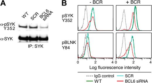 Figure 6. BCL6-mediated repression of PTPROt increases tonic BCR signaling. The DLBCL cell line, DHL4, was transduced with BCL6-siRNA, SCR control oligonucleotides, or left untreated. Cells were subsequently incubated for 72 hours and stimulated with goat anti–human IgG (10 μg/mL) for 1 minute or left untreated. (A) Western analysis of SYK phosphorylation after BCL6 depletion. BCR-cross-linked cells were lysed and immunoprecipitated with anti-SYK. Immunoprecipitates were size-fractionated, blotted, and analyzed thereafter with α-pSYK Y352 antibody. The membrane was subsequently stripped and blotted with an anti-pan SYK antibody. (B) Phospho-specific flow cytometric analysis of tonic and α-Ig induced SYK Y352 and BLNK Y84 phosphorylation after BCL6 depletion. SYK Y352 and BLNK Y84 phosphorylation (top and bottom panels) was compared in cells transduced with BCL6-siRNA (red), SCR control oligonucleotides (blue), or left untreated (green) in the absence (left panel) or presence (right panel) of BCR cross-linking. Cells stained with an isotype-matched control Ig are also shown (gray dashed line). The x-axis denotes expression (log scale) and the y-axis indicates cell number.