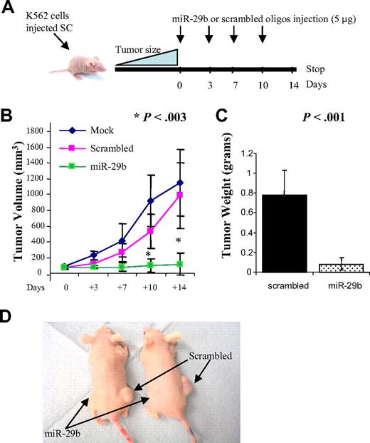 Figure 2. MiR-29b inhibits leukemic growth in vivo. (A) Diagram illustrating the experimental design of the mice xenograft experiment. (B) Graphic representing tumor volumes at the indicated days during the experiment for the 3 groups: mock (n = 6), scrambled (n = 12), and synthetic miR-29b (n = 12). (C) Tumor weight averages between scrambled and synthetic miR-29b-treated mice groups at the end of the experiment (day 14). P values were obtained using t test. Bars represent SD. (D) Photographs of 2 mice injected with miR-29b (left flank) or scrambled (right flank).