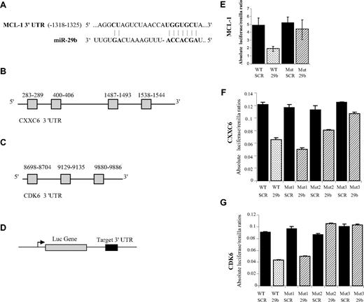 Figure 5. Mir-29b regulates MCL-1, CXXC6, and CDK6 expression through binding with their 3 UTR. (A) Predicted site of miR-29 in the MCL-1 3′ UTR mRNA (red: nucleotides involved in the target interaction). (B) Diagram illustrating the structure of the CXXC6 and CDK6 (C) 3′ UTR. There are 4 and 3 predicted miR-29 sites in the CXXC6 and CDK6 3′ UTR, respectively. (D) A wild-type (WT) luciferase reporter plasmid was generated by fusing a fragment of the MCL-1, CXXC6, and CDK6 3′UTR encompassing the miR-29 binding site downstream of the luciferase (Luc) reporter gene. (E) Luciferase activities from the MCL-1, (F) CXXC6, and (G) CDK6 constructs were determined at 24 hours and were normalized using Renilla. The mutant plasmid was generated by deleting the miR-29 binding site. The numbers next to the mutants (ie, Mut1, Mut2) represent the numbers of predicted miR-29 binding sites deleted, starting from the 5′ end of the gene. The mutations (deletions) are additive (ie, Mut2, have both the first and second site deleted). For CXXC6 we deleted up to 3 predicted sites (Mut3 includes deletions on the 3 sites: 283-9, 400-6, and 1487-93). The data represent the average of 3 independent experiments ± SD.