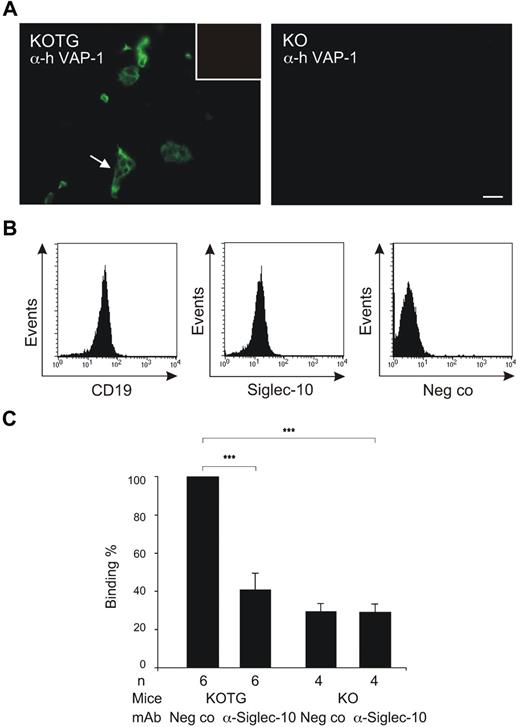 Figure 2. Siglec-10+ lymphocytes bind to vessels using VAP-1. (A) Expression of human VAP-1 on mesenteric lymph node vasculature of KOTG mice (left) detected by FITC-Jg-2.10 antibody. A high endothelial venule is pointed out by a white arrow. Lack of expression shown in KO mice (right). Staining with a negative control antibody is shown in the inset. Scale bar represents 50 μm. (B) Purity of the B cells and their Siglec-10 expression used for ex vivo binding assays. Fluorescence-activated cell sorter histograms of CD19 and Siglec-10 expression are shown. Negative control (neg co) antibody was polyclonal anti–P-selectin antibody. (C) Ex vivo frozen section binding assays were used to analyze lymphocyte binding to vessels in mesenteric lymph nodes obtained from VAP-1 KO and VAP-1 KOTG mice. The function of Siglec-10 was blocked by incubating the cells before the assay with anti–Siglec-10 antibody. The results are shown as percentage of control binding (number of KOTG vessel-bound lymphocytes incubated with a nonblocking control mAb is defined as 100%; mean ± SEM). ***P < .001.