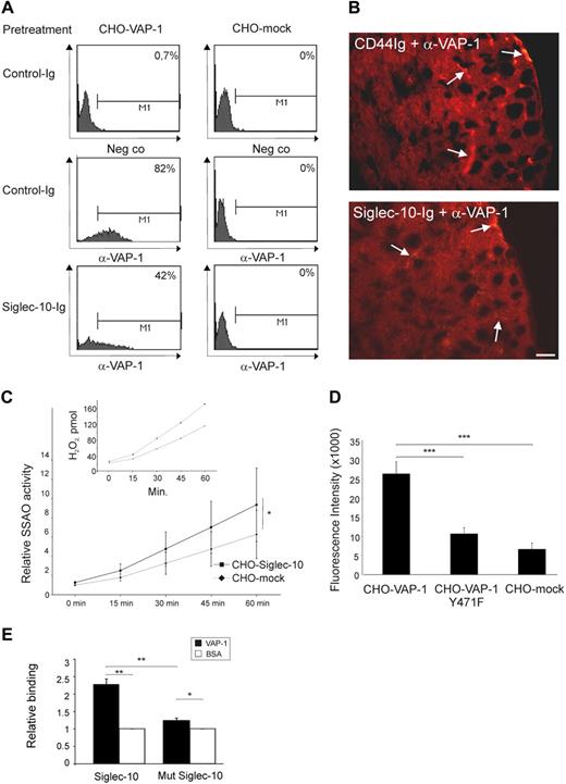 Figure 3. Siglec-10 binds to the enzymatic groove of VAP-1 and acts as a substrate. (A) Examples of competitive stainings with Siglec-10–Ig chimera and anti–VAP-1 antibody Jg-2.10. CHO-VAP-1 transfectants were stained with the anti–VAP-1 antibody either in the presence of Siglec-10–Ig chimera or CD44-Ig (negative control) and analyzed by fluorescence-activated cell sorter. Percentages of cells positively stained with anti–VAP-1 mAb or a negative class-matched control antibody are shown. (B) Heart sections of KOTG mice were first incubated either with a control (CD44-Ig) or Siglec-10–Ig chimera and stained thereafter with anti–VAP-1 mAb (Jg-2.10). Some brightly positive vessels in the control section and fewer and less bright ones in the section pretreated with Siglec-10–Ig chimera are pointed out by arrows. Scale bar represents 50 μm. (C) Enzymatic activity of VAP-1 was measured as H2O2 (pmol) produced in 1 hour in the presence of Siglec-10 transfectants or mock-transfected control cells. The results are presented as relative SSAO activity ± SEM from 3 separate experiments, each having duplicate wells. A representative experiment showing the amount of H2O2 produced at different time points during a 1-hour measurement is presented in the upper left corner. (D) Binding of Siglec-10 transfectants to CHO cells expressing enzymatically active VAP-1, enzymatically inactive VAP-1, or mock controls. The results are mean fluorescence intensities ± SEM from 7 separate experiments, each having duplicate wells. (E) Binding of Siglec-10 peptide (CATLSWVLQNRVLSSCK-biotin) and mutated Siglec-10 peptide (CATLSWVLQNAVLSSCK-biotin) to recombinant VAP-1 (400 ng/well). The results are mean of relative binding ± SEM from 3 separate experiments with triplicate wells *P < .05. **P < .01. ***P < .001.