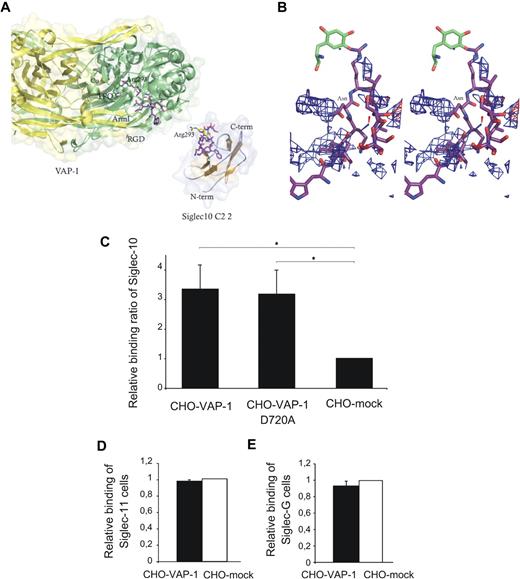 Figure 4. Interaction of VAP-1 with Siglec-10 C2-type domain 2. (A) The 3-dimensional structure of VAP-1 (monomer A, yellow; and monomer B, green) with a peptide derived from Siglec-10 CE loop (purple ball-and-stick) docked into the active site of monomer B. Arg293 in the docked peptide is labeled and covalently bound to topaquinone (TPQ), which is in an active conformation. Arm1 and the RGD site in domain A are close to the opening of the active site in VAP-1. At the right, there is a 3-dimensional model of the second Siglec-10 C2 domain shown in an orientation fitting into VAP-1. The amino acids corresponding to the docked ligand are shown as purple ball-and-stick in the Siglec-10 model, and the topaquinone-binding arginine is colored yellow and labeled. (B) Stereo view of Siglec-10 (purple) binding to topaquinone (green) in VAP-1. Grid maps for the amide (blue wires) and carboxylate (red wires) probes are shown at a level of −6 kcal/mol. The asparagine (Asn) in Siglec-10 that corresponds to aspartate in Siglec-11 is labeled. (C) Binding of CHO cells expressing Siglec-10 to CHO cells expressing wild-type VAP-1, the RGD mutant of VAP-1, or mock controls was determined with cell-cell adhesion assay as explained in “Assays with transfectants.” The results are presented as a relative binding ratio ± SEM from 5 separate experiments, each having duplicate wells. *P < .05. (D) Binding of CHO cells expressing Siglec-11 to VAP-1 transfectants. (E) Binding of CHO cells expressing Siglec-G to VAP-1 transfectants. The results of panels D and E are relative binding ratio ± SEM from 2 separate experiments, each having quadruple wells.