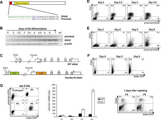 Figure 1. Expression of proximal and distal Runx1 during ES/EB differentiation. (A) Schematic representation of differences in the N-terminal amino acid sequences between distal and proximal Runx1 isoforms. The N-terminally located Runt domain binds DNA and core binding factor-β subunit. (B) Semiquantitative reverse-transcription PCR analysis of expression of distal and proximal Runx1 during ES/EB differentiation. (C) Schematic representation of Runx1 WT allele and double KI allele. Gray and white boxes indicate positions of Runx1 coding and noncoding parts, respectively. Arrows mark positions of PCR primers used for specific detection of both isoforms. (D) Fluorescence-activated cell-sorting (FACS) analysis of Flk-1 and proximal-hCD4 expression during EB differentiation between days 2 and 3.5. (E) FACS analysis of CD41 and proximal-hCD4 expression during EB differentiation between days 3 and 6. (F) FACS analysis of CD41 and distal-GFP expression during EB differentiation between days 4 and 6. (G left) FACS analysis of proximal-hCD4 and distal-GFP expression in presort (P1) and sorted populations (P2-P4) from day 6 EBs. (Middle) Numbers of hematopoietic colonies generated in methylcellulose by populations P1 to P4 from day 6 EBs. Error bars indicate SD of the mean (n = 3). (Right) FACS analysis of CD45 and distal-GFP expression 7 days after replating in methylcellulose media. Numbers represent percentages of respective populations.