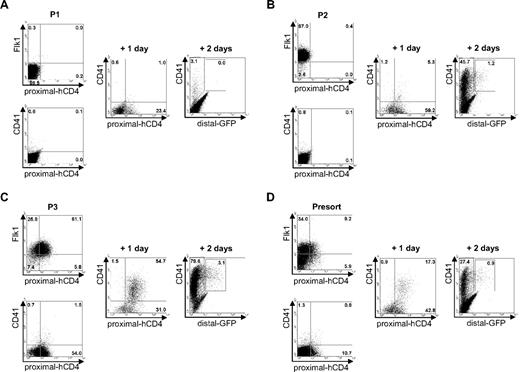 Figure 2. Relationship between Flk1+, CD41+, proximal-hCD4+, and distal-GFP+ cells. (A-C) FACS profiles of Flk-1, proximal-hCD4, CD41, and distal-GFP expression in populations P1 to P3 sorted from day 3 EBs, analyzed at the day of sort (left), after 1 day of reaggregation (middle), and after 2 days of reaggregation (right). (D) Not-sorted day 3 EB cells FACS analyzed for expression of Flk-1, proximal-hCD4, CD41, and distal-GFP at day 0 (presort) and after reaggregation for 1 or 2 days. Numbers indicate percentages of respective populations.
