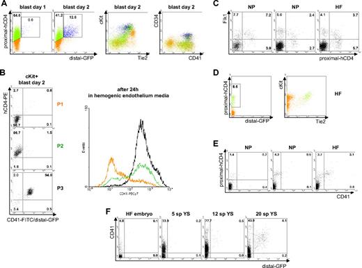Figure 3. Proximal-hCD4 expression marks hemogenic endothelium. (A) FACS analyses of proximal-hCD4, distal-GFP, c-Kit, Tie2, CD34, and CD41 expression in blast colonies day 1 and day 2. (B; Left) FACS analysis of proximal-hCD4 and CD41/distal-GFP expression in populations P1 to P3 sorted from c-Kit+ fraction of day 2 blast culture. (Right) CD41 expression in populations P1 to P3 cultured for 24 hours after sorting in hemogenic endothelium media. (C) FACS analysis of Flk-1 and proximal-hCD4 expression in single neural plate (NP) and head fold (HF) embryos. (D) FACS analysis of proximal-hCD4, distal-GFP, c-Kit, and Tie2 expression in representative HF embryo. (E) FACS analysis of proximal-hCD4 and CD41 expression in single embryos. (F) FACS analysis of CD41 and distal-GFP expression in representative single HF embryo and in yolk sacs from embryos between 5 and 20 sp stages. Numbers indicate percentages of respective populations.